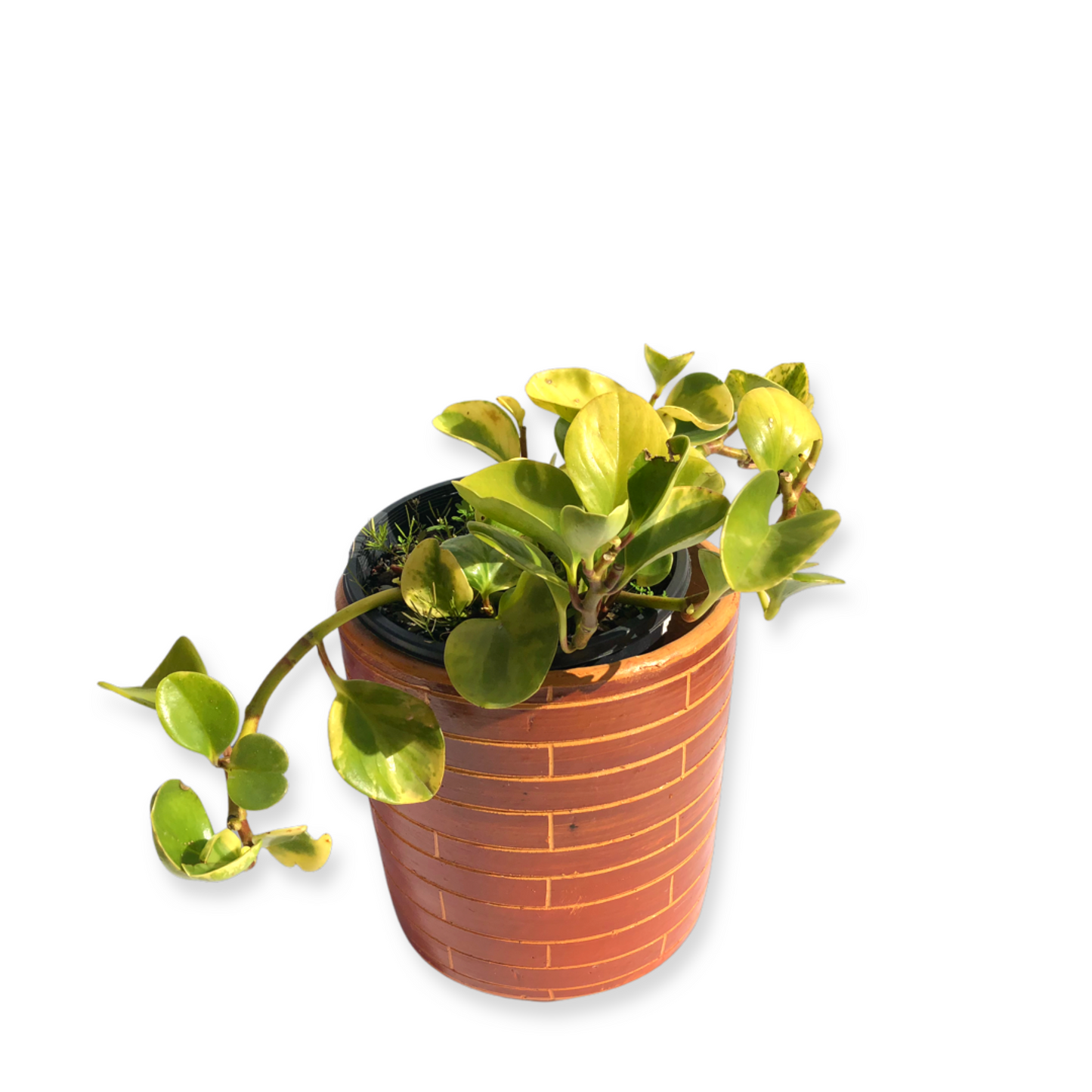 Amparo Pot