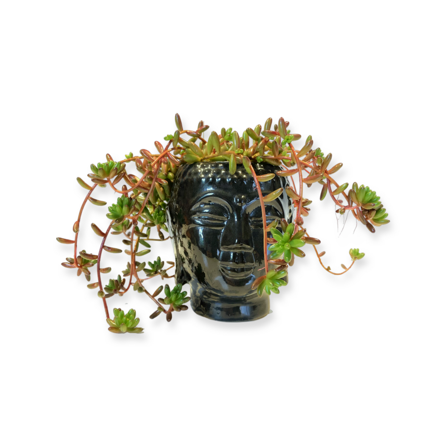 Buddha Pot and Plant