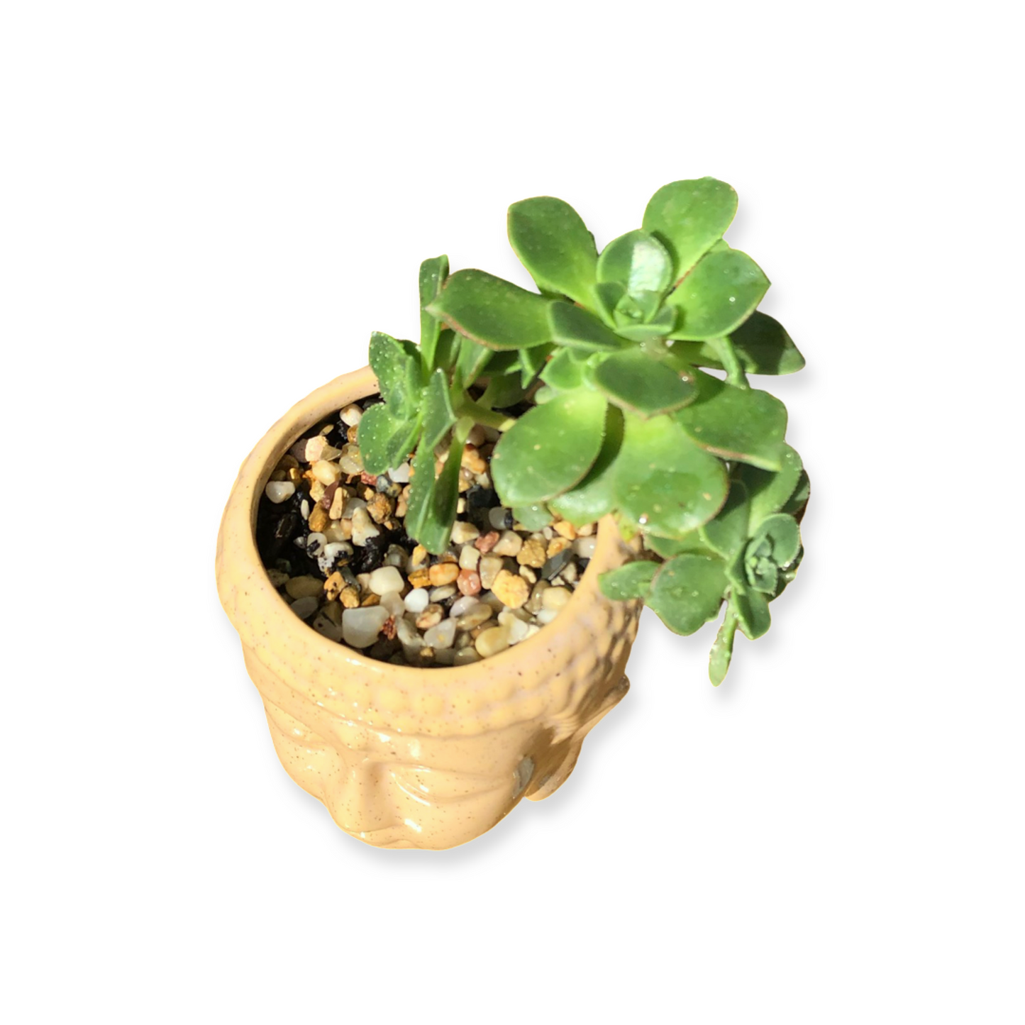 Buddha Pot and Plant