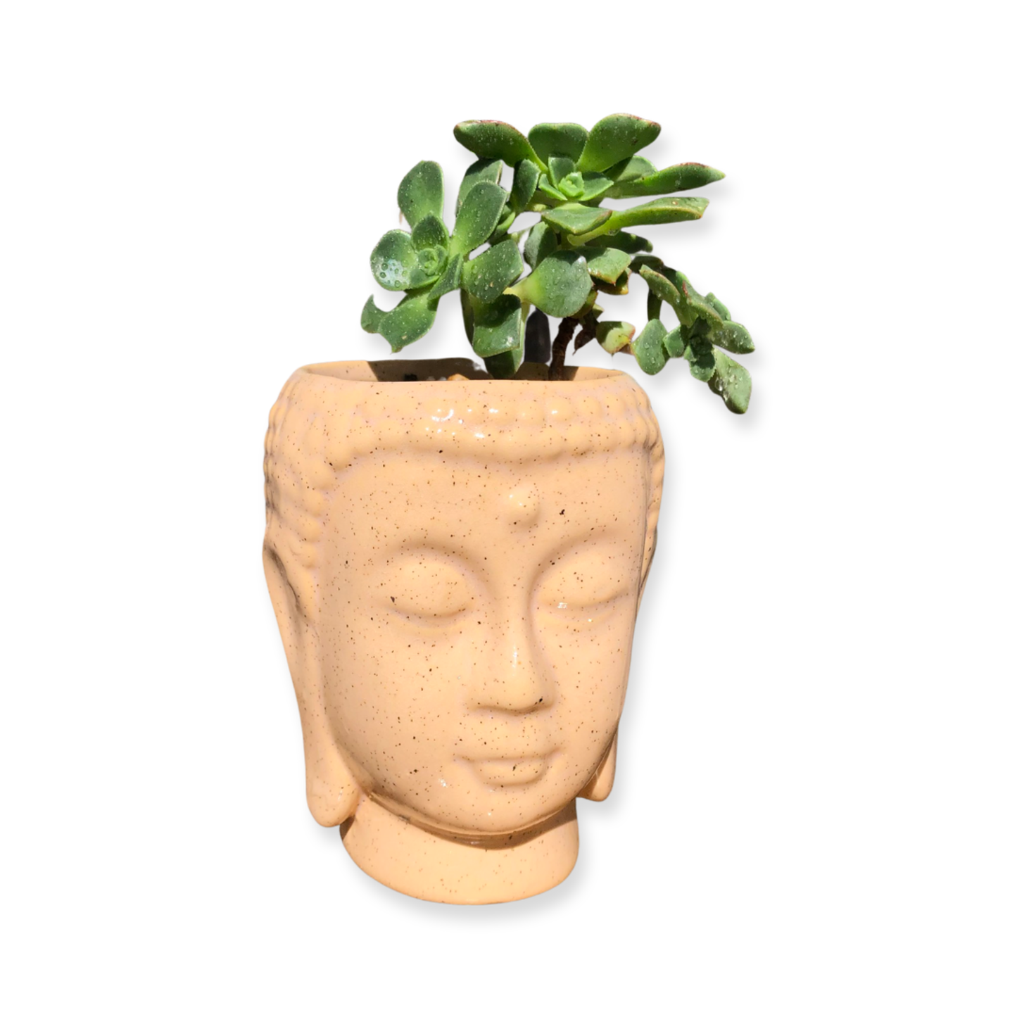 Buddha Pot and Plant