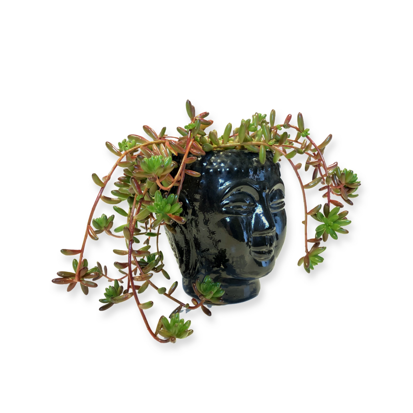 Buddha Pot and Plant
