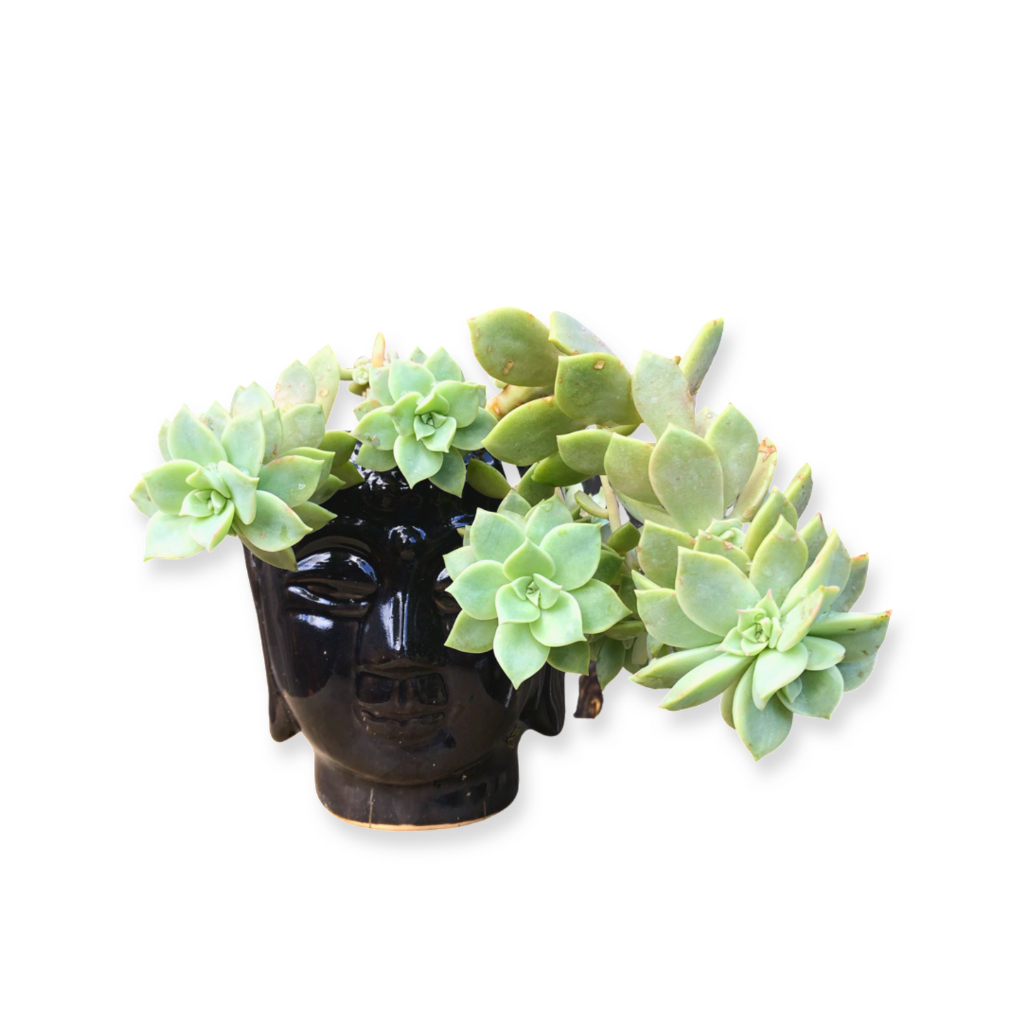 Buddha Pot and Plant