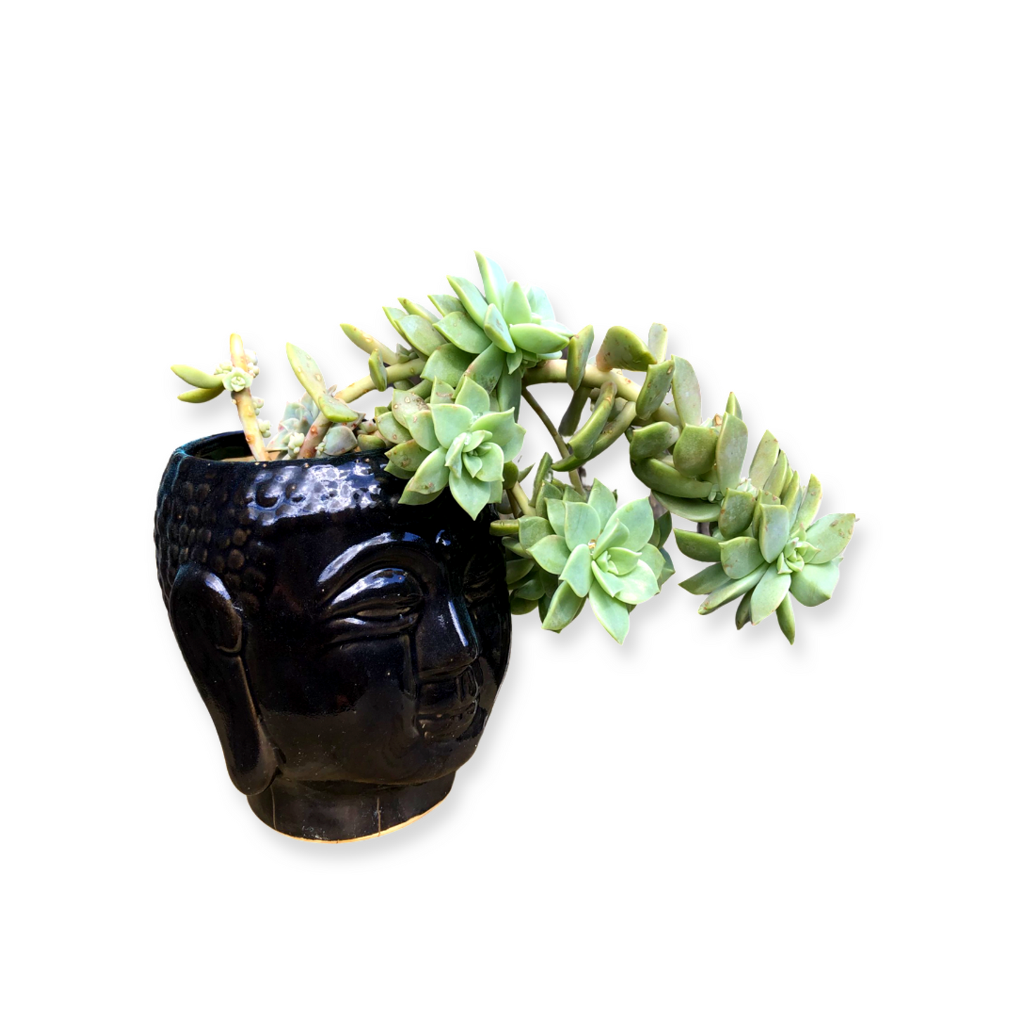 Buddha Pot and Plant