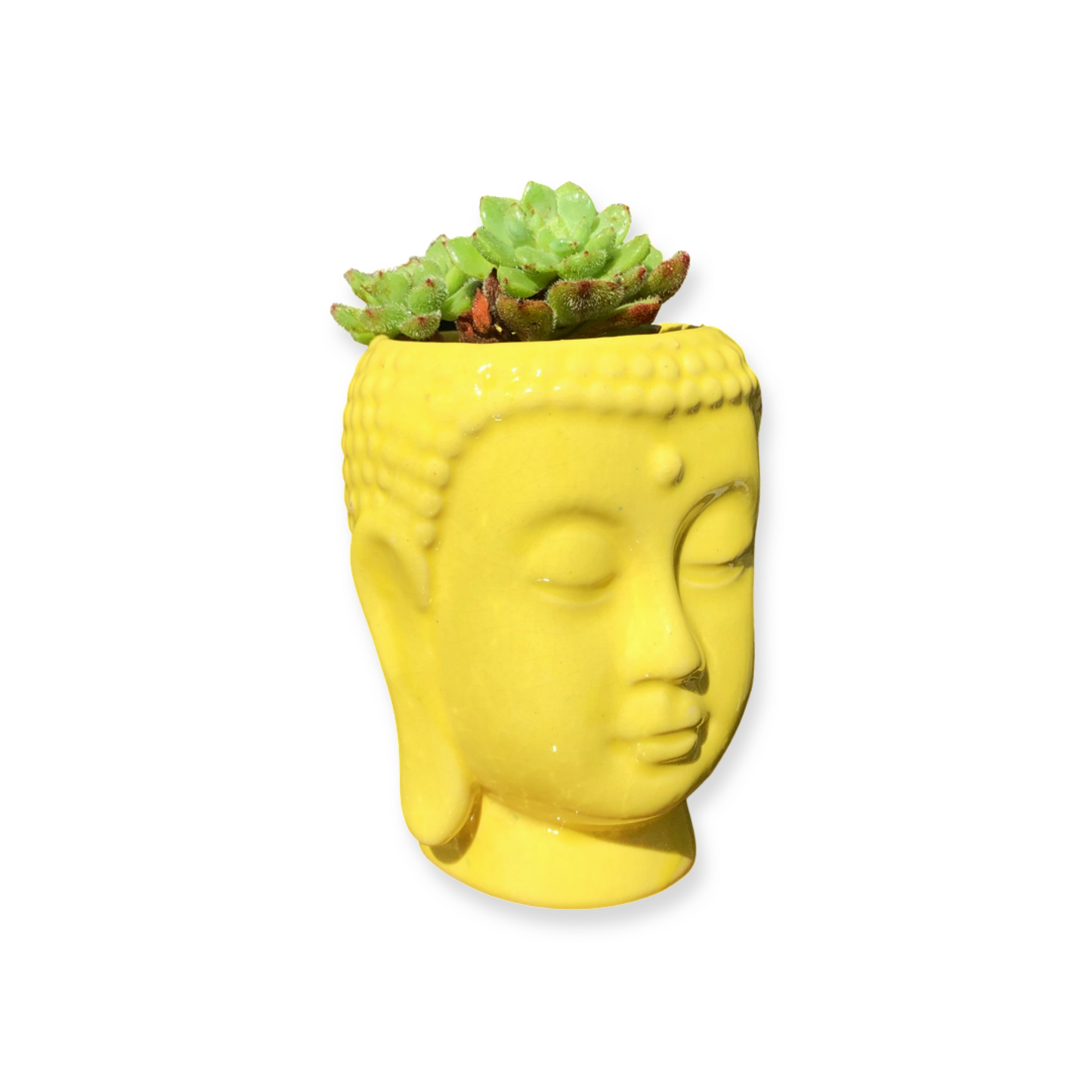 Buddha Pot and Plant