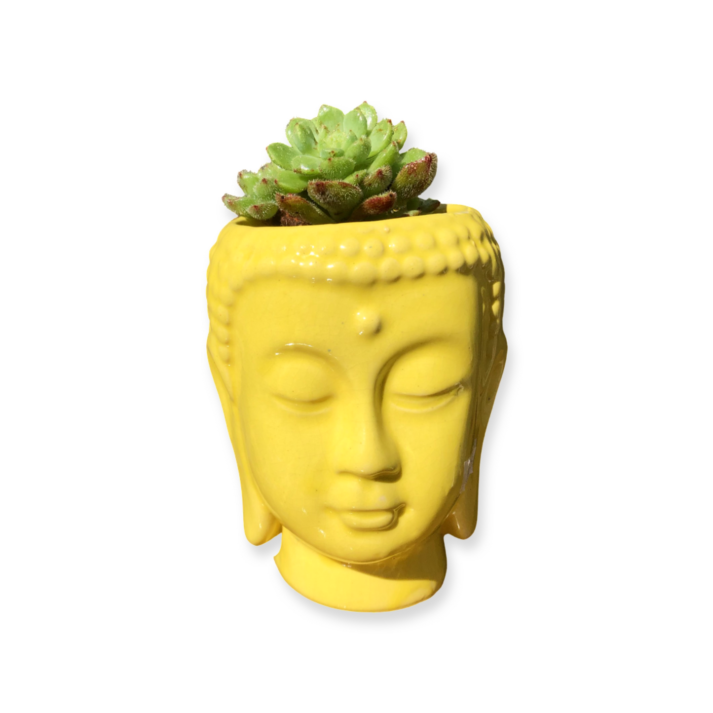 Buddha Pot and Plant