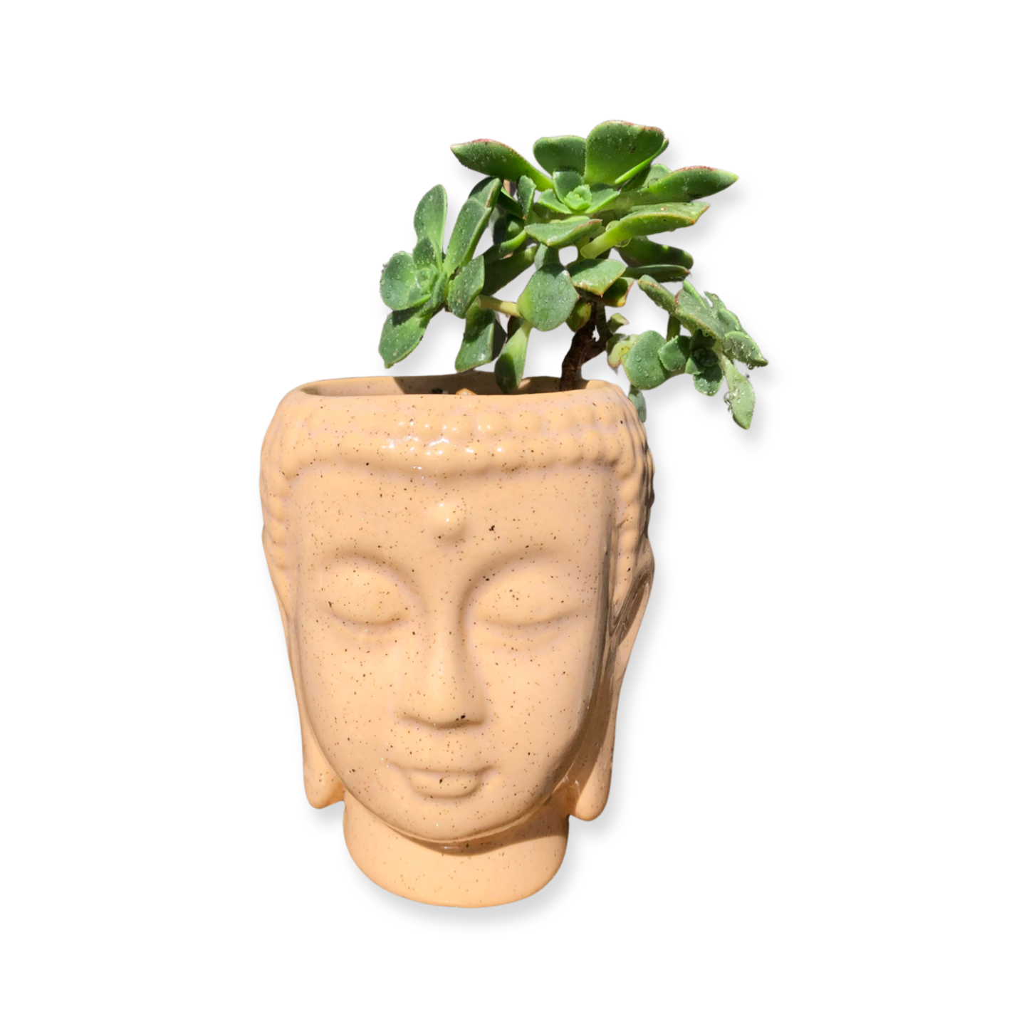Buddha Pot and Plant