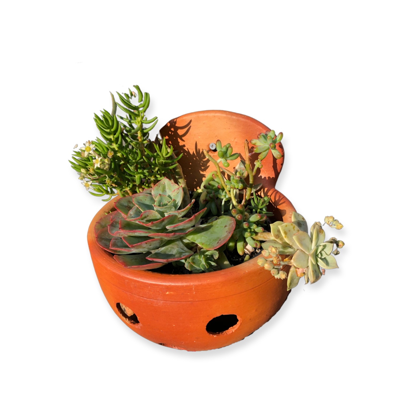 Olga Pot