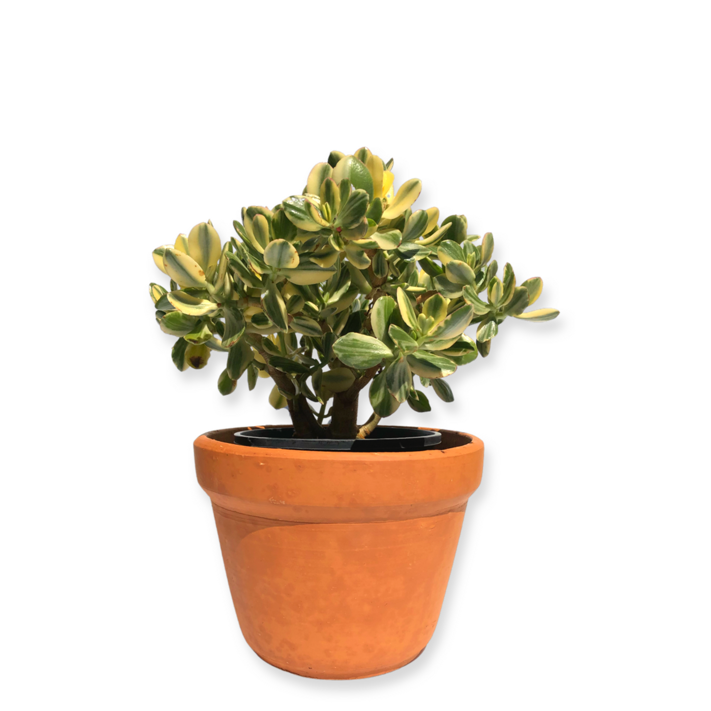 Sandra Pot
