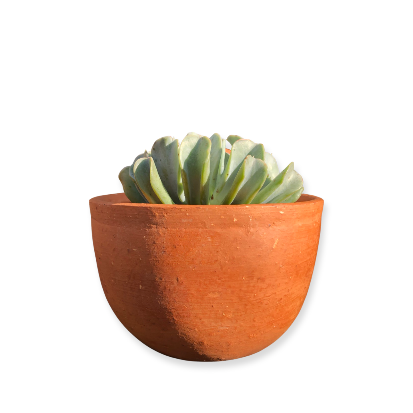 Teresa Pot