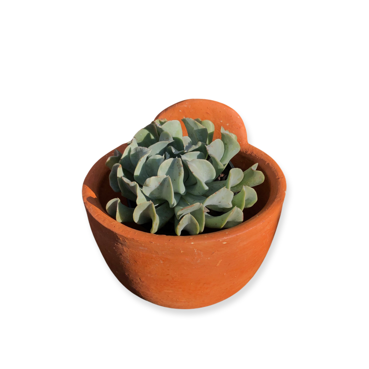 Teresa Pot
