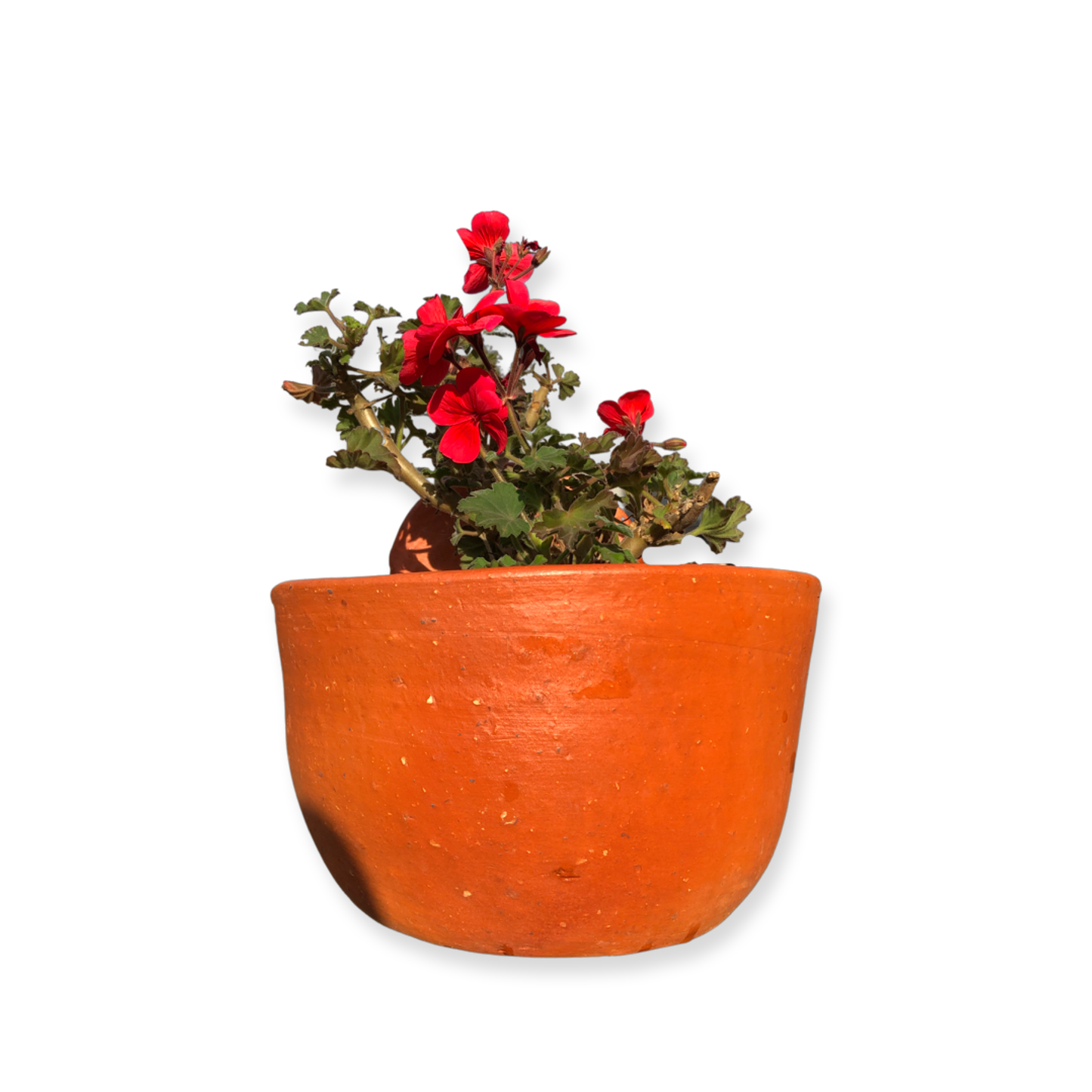 Teresa Pot