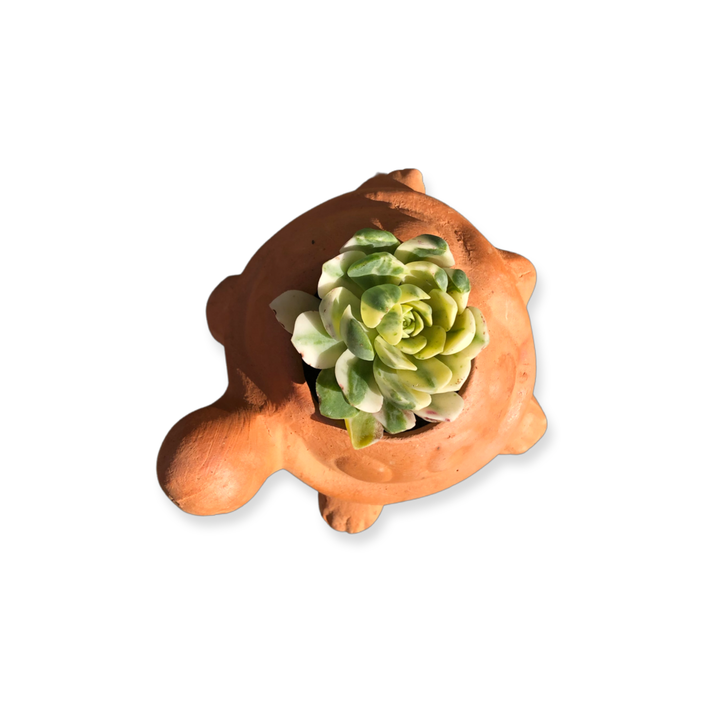 Turtle Pot and Plant
