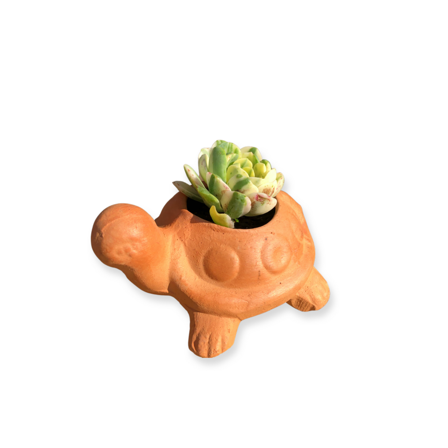 Turtle Pot and Plant