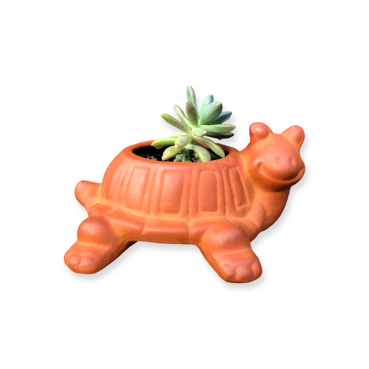 Turtle Pot and Plant