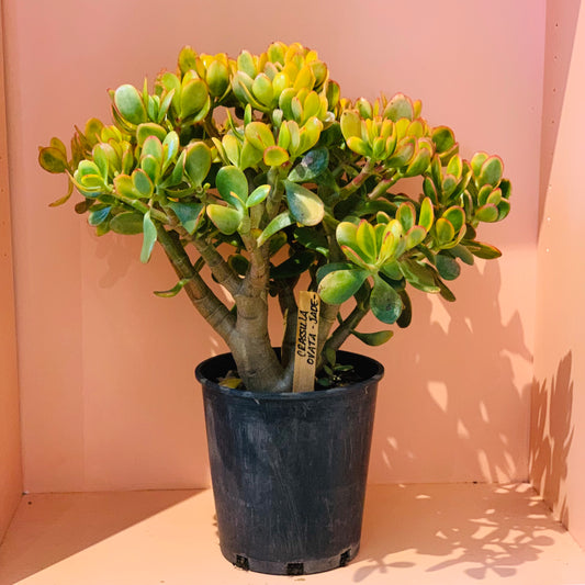 Crassula Ovata plant