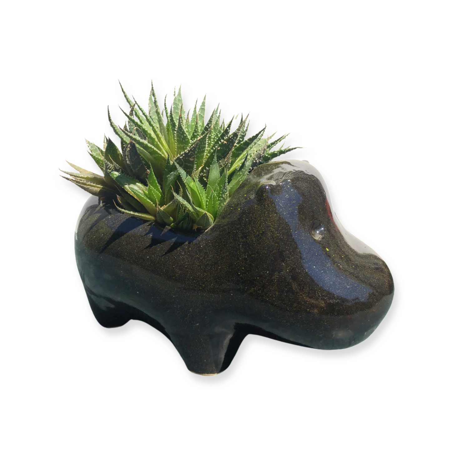 Hippo Pot and Plant