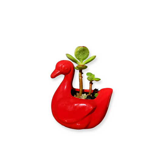 Bird Pot and Plant