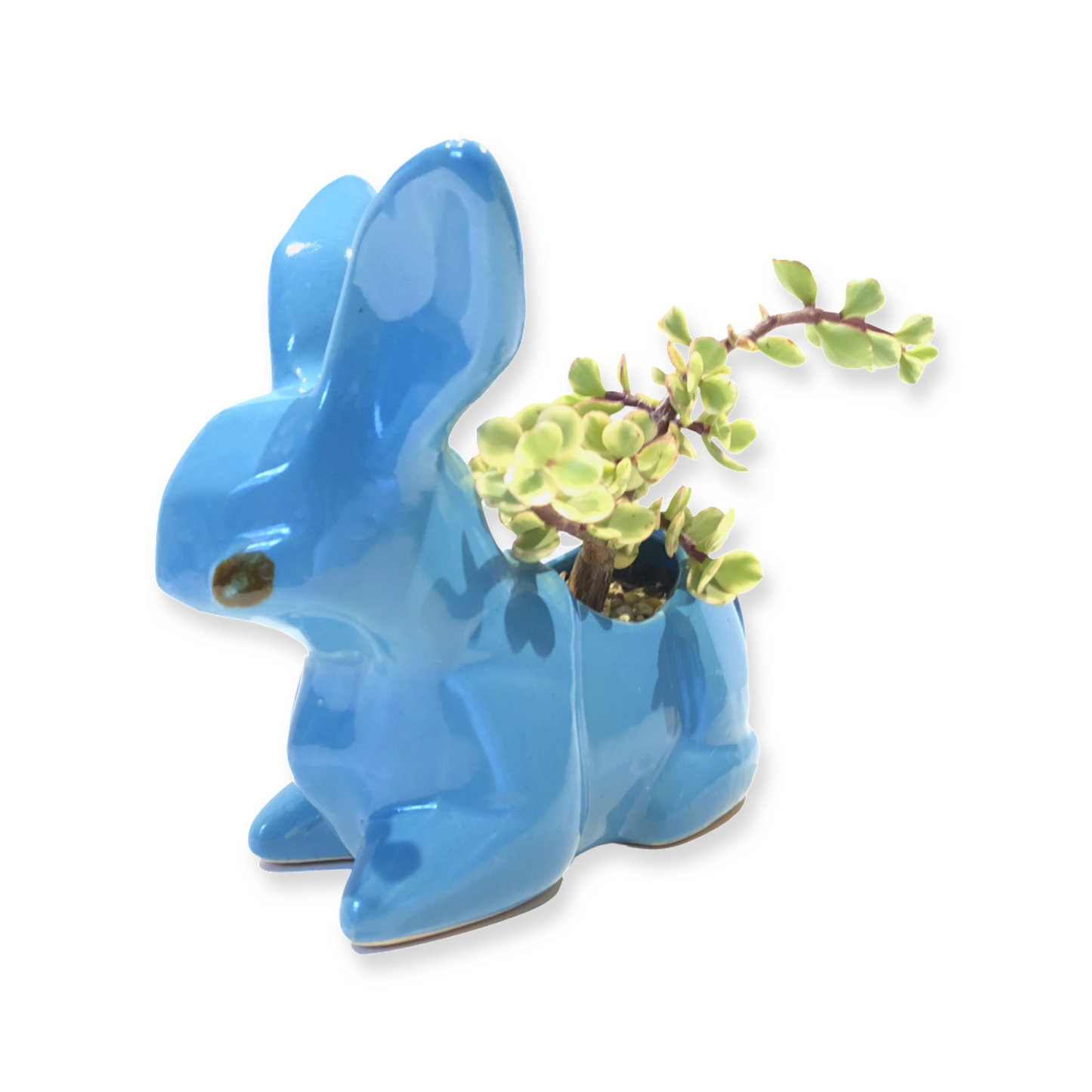 Bunny Pot and Plant