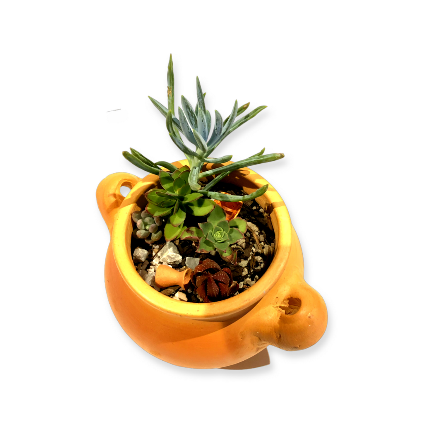 Dorotea Pot and Plant