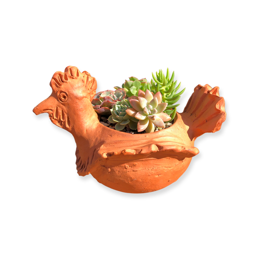 Chicken Pot and Plant