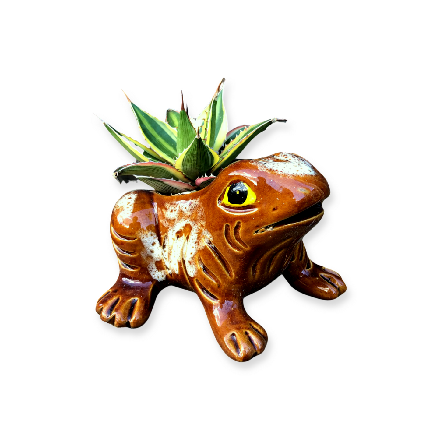 Frog Pot and Plant