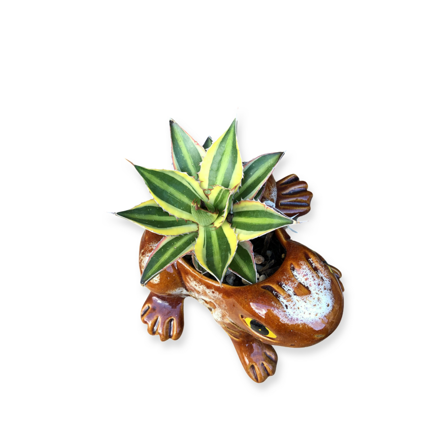 Frog Pot and Plant