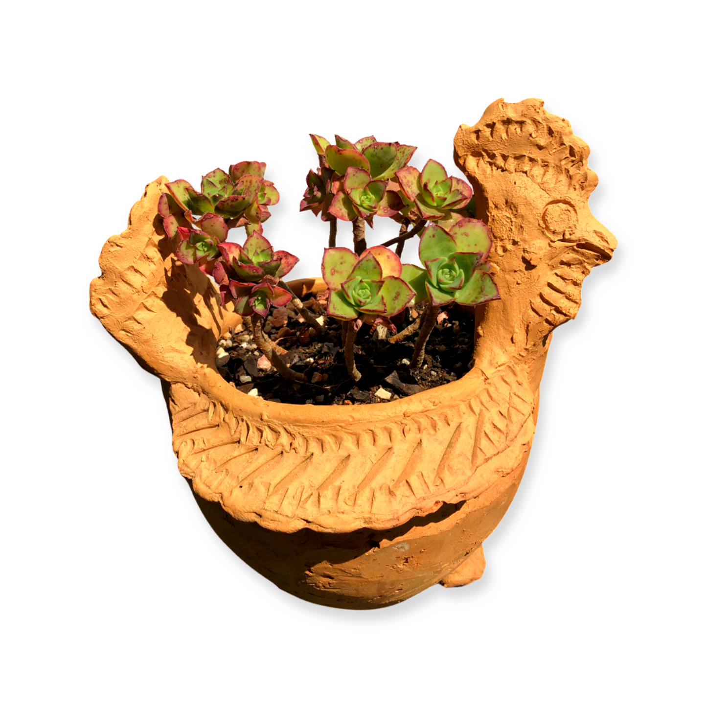 Chicken Pot and Plant