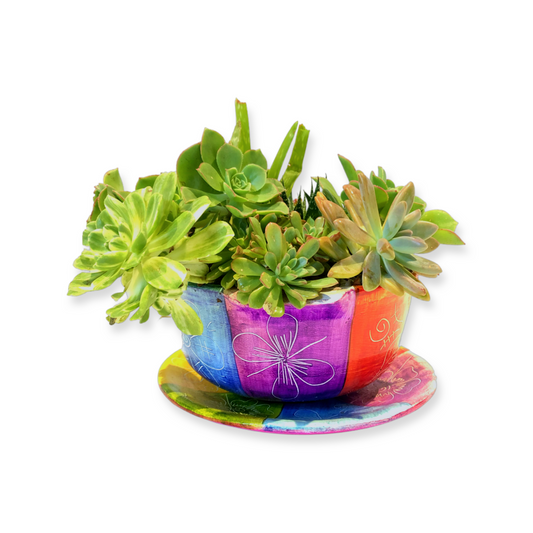 Rainbow Pot and Plant