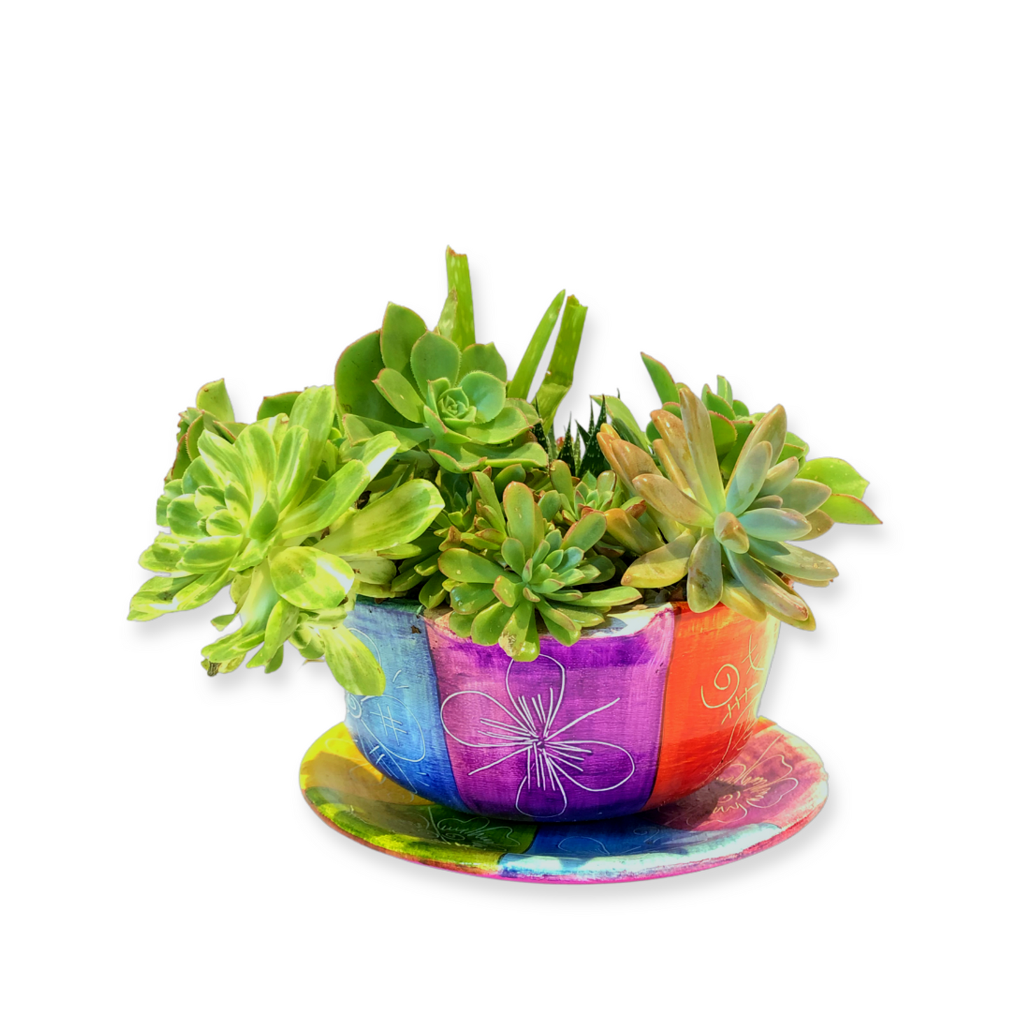 Rainbow Pot and Plant