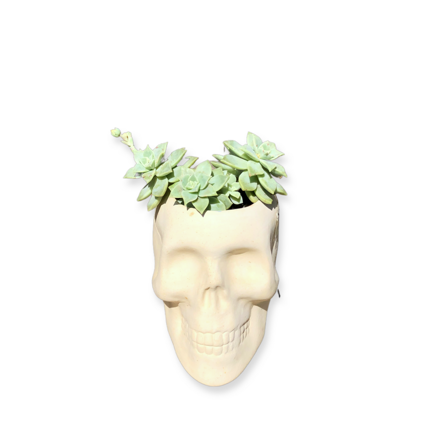 Skull Pot and Plant