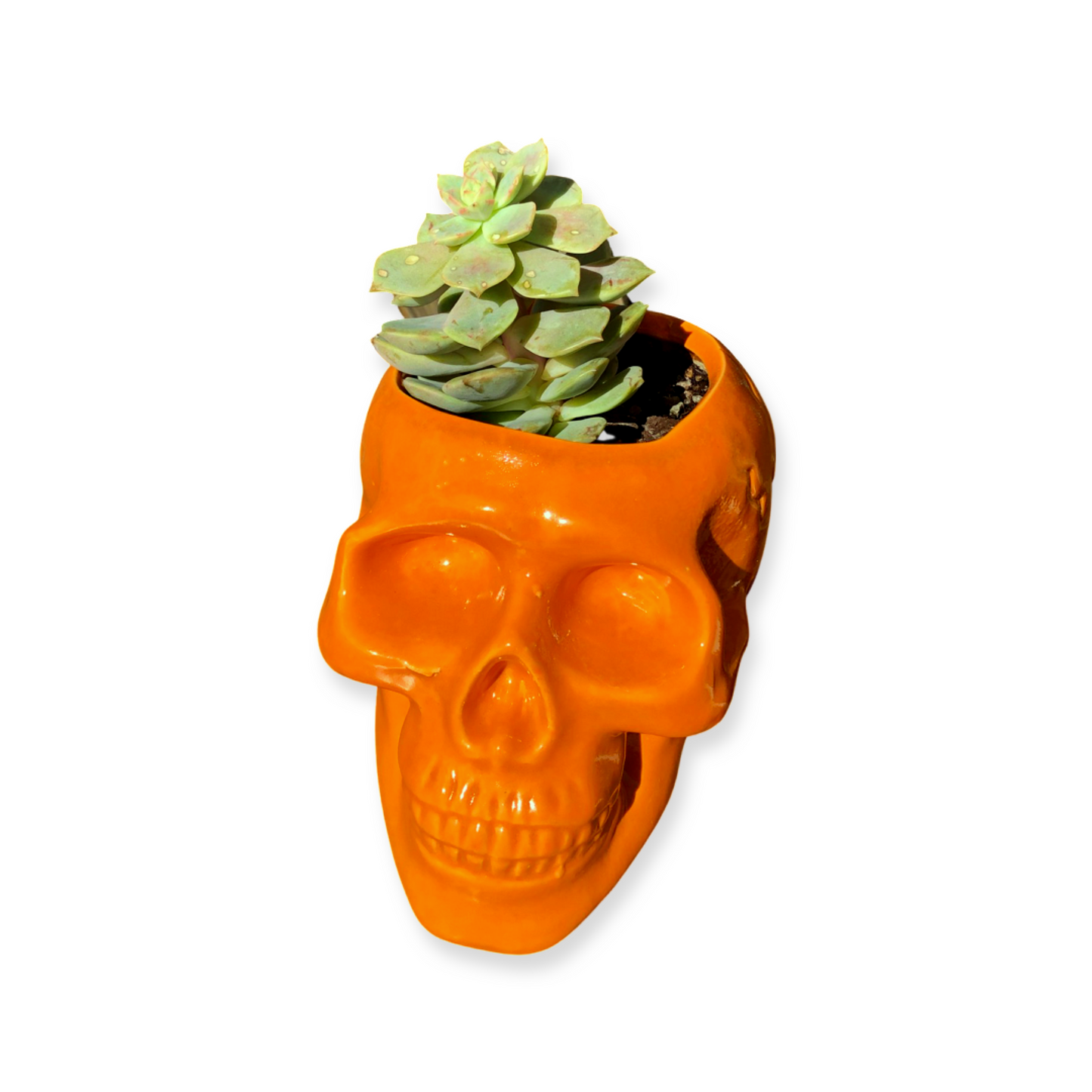 Skull Pot and Plant