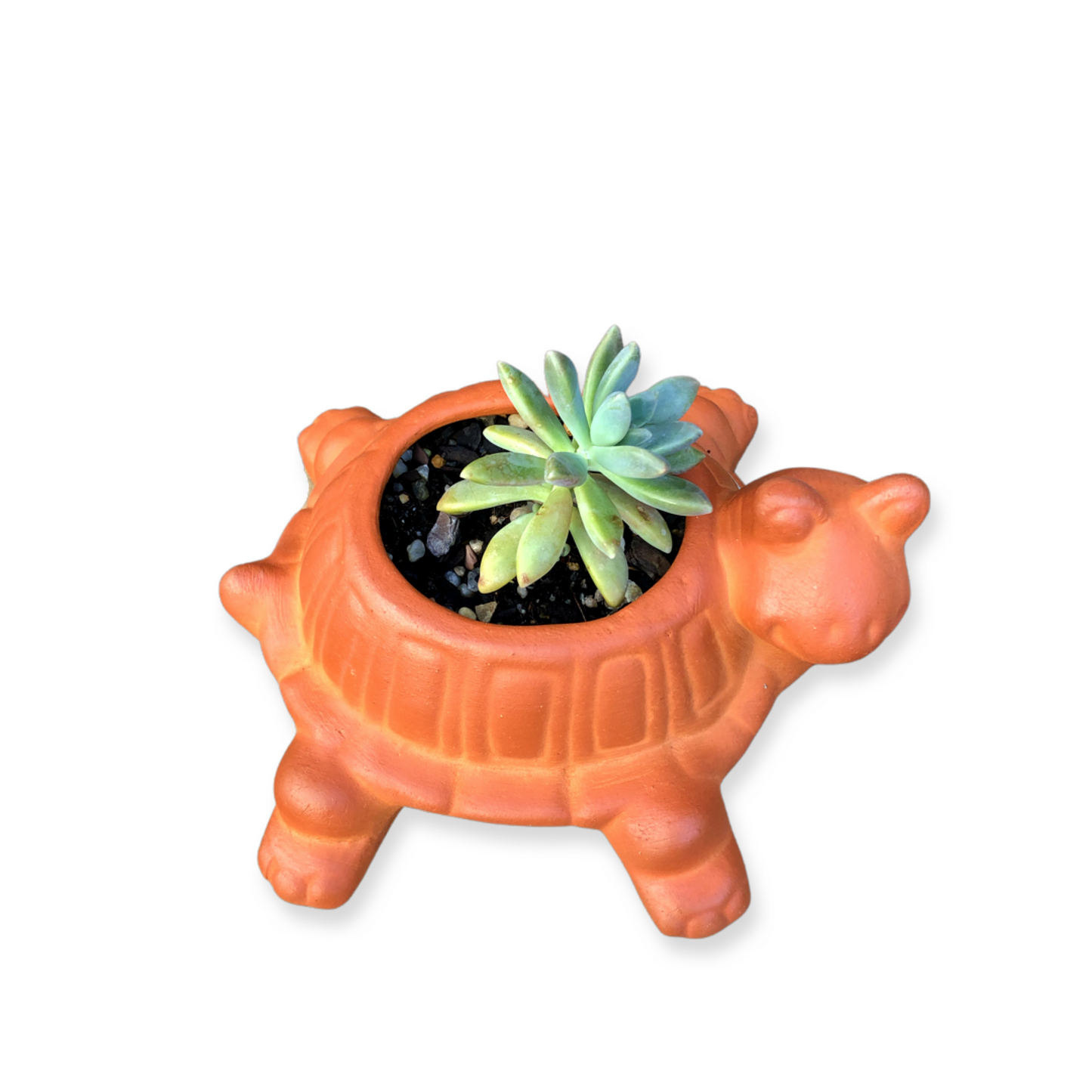 Turtle Pot and Plant