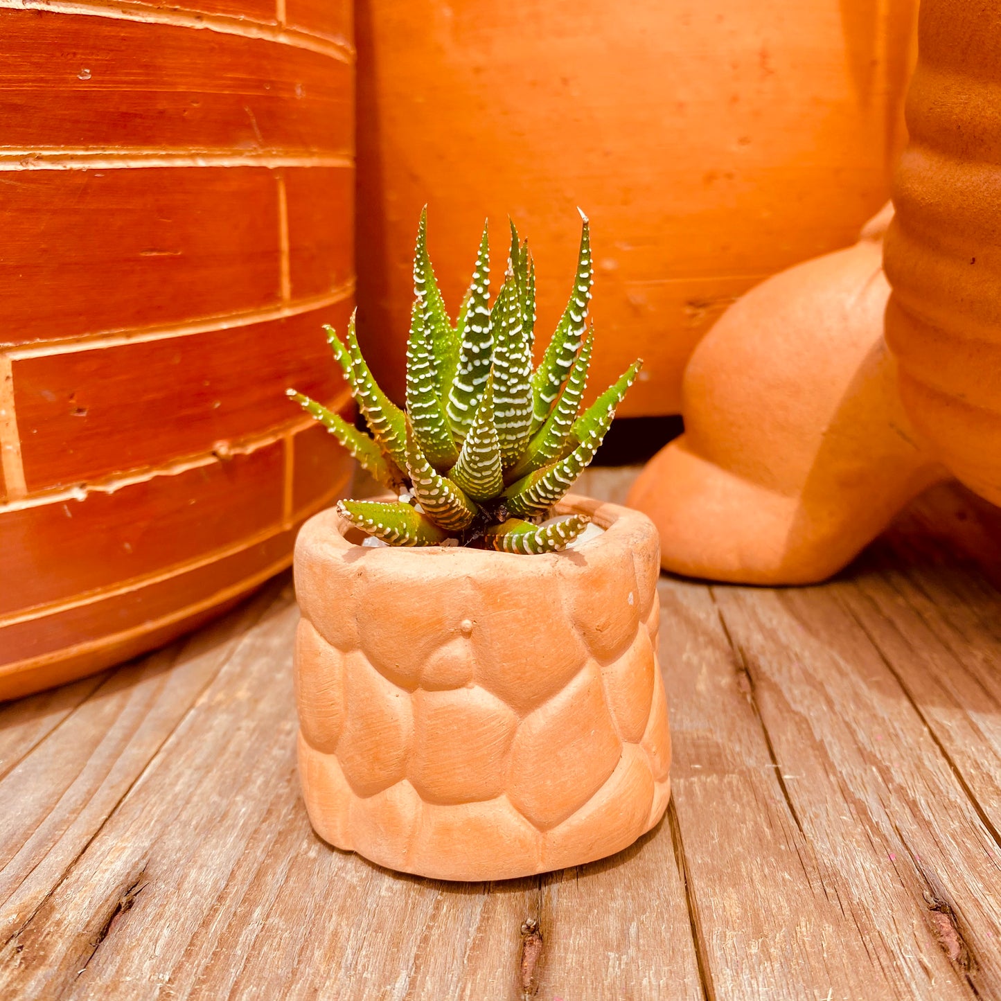 Sarita Mini Pot and plant